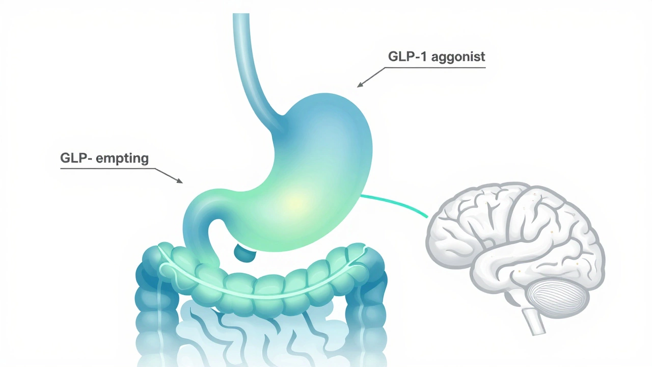 Illustration showing GLP-1 medication mechanism in digestive system